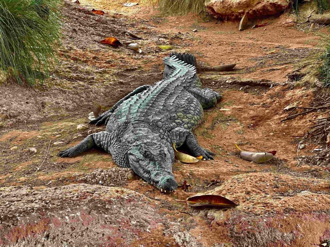 CrocoPark Agadir : Une aventure exotique au Maroc