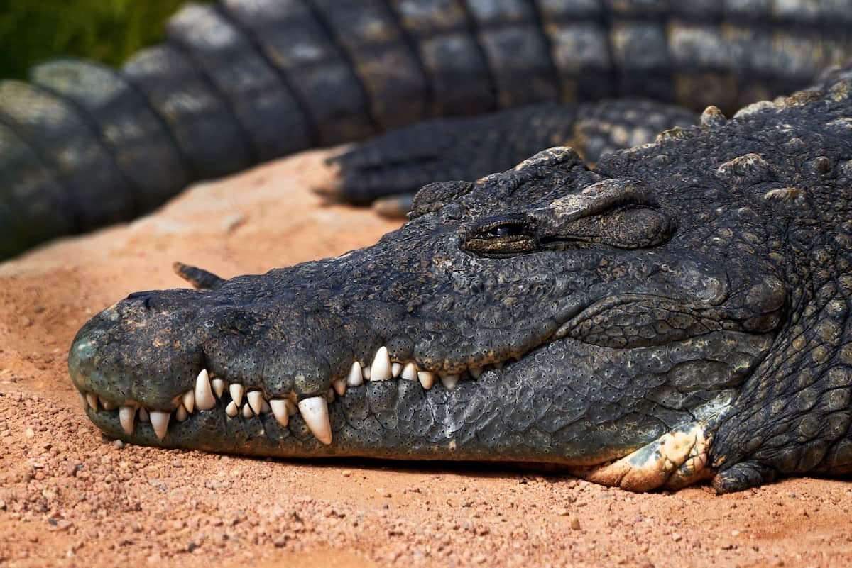 Une journée d'aventure au Crocoparc à Agadir